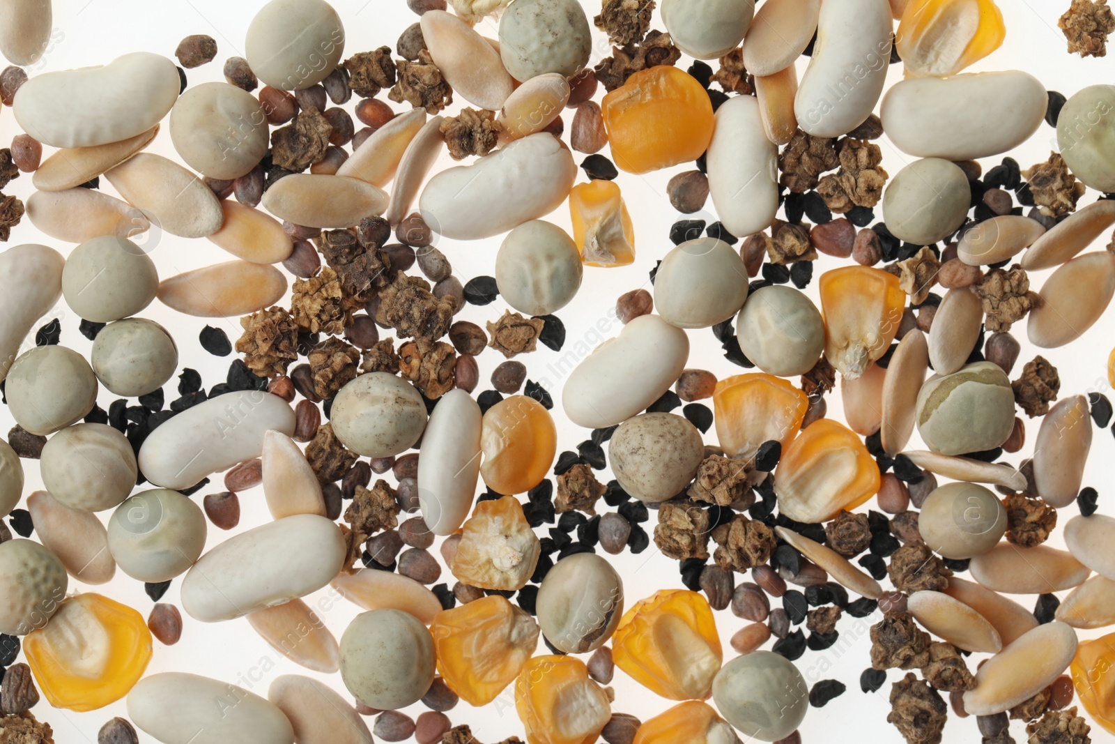 Photo of Mix of vegetable seeds on white background, top view