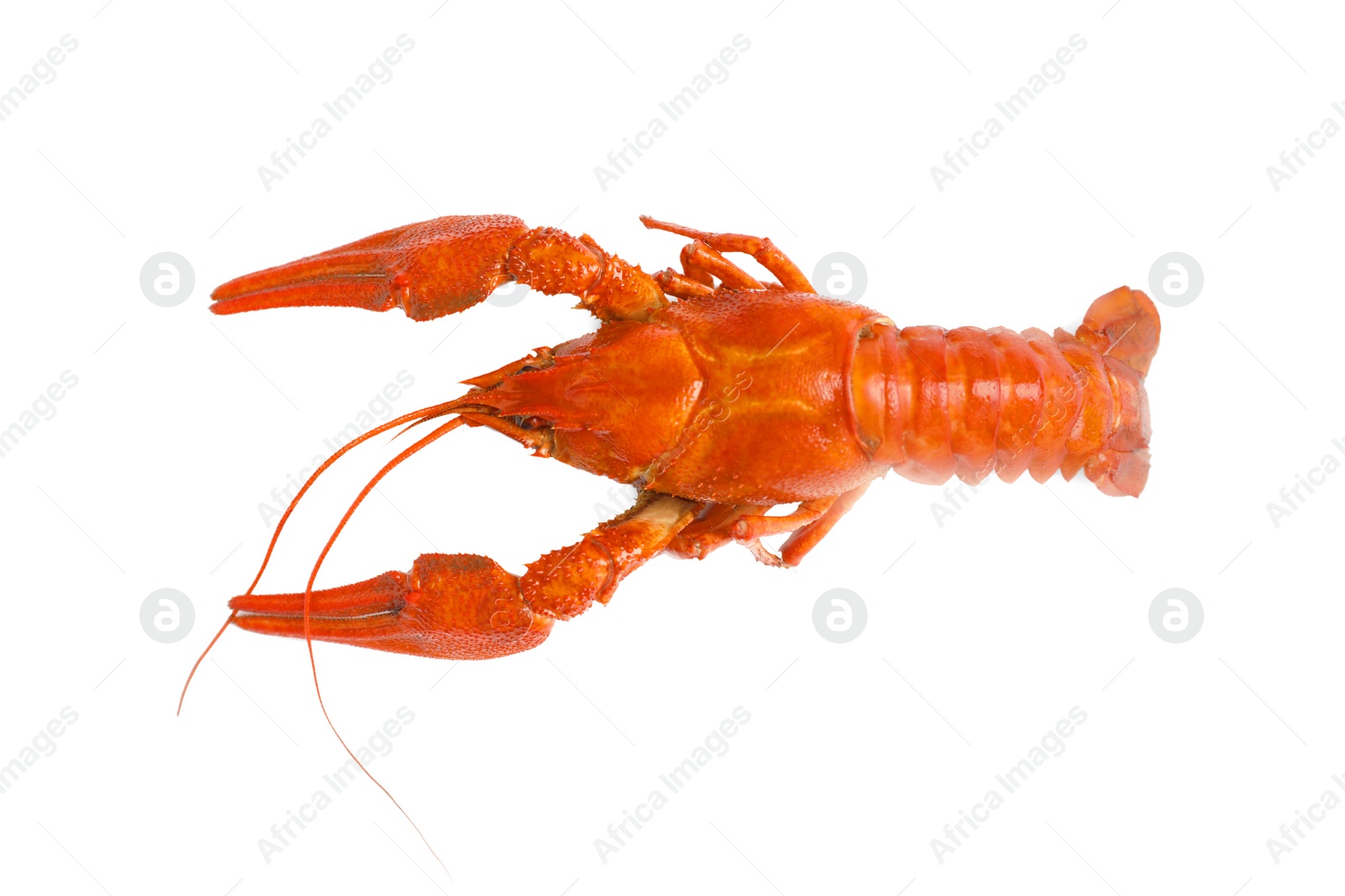 Photo of Delicious boiled crayfish isolated on white, top view