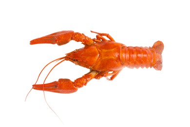 Delicious boiled crayfish isolated on white, top view