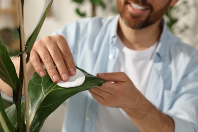 Photo of Man wiping leaves of beautiful potted houseplants with cotton pad indoors, closeup
