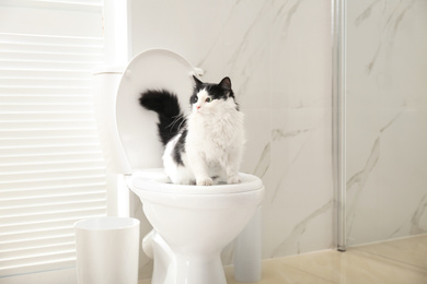 Photo of Cute cat sitting on toilet bowl in bathroom