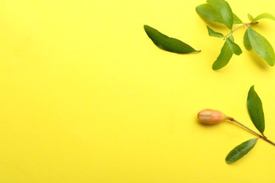 Photo of Pomegranate branches with green leaves and bud on yellow background, flat lay. Space for text