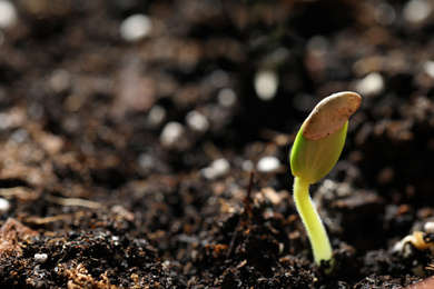 Photo of Little green seedling growing in soil, closeup. Space for text