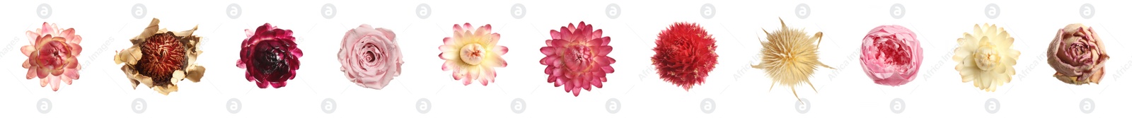 Image of Set with beautiful dry flowers on white background, top view. Banner design
