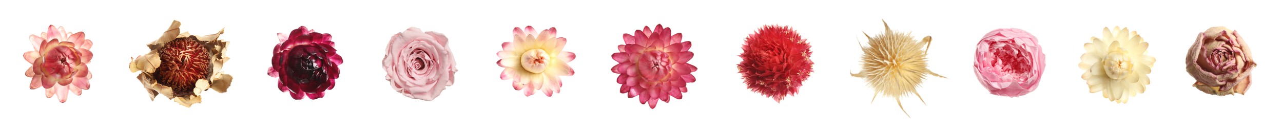 Set with beautiful dry flowers on white background, top view. Banner design