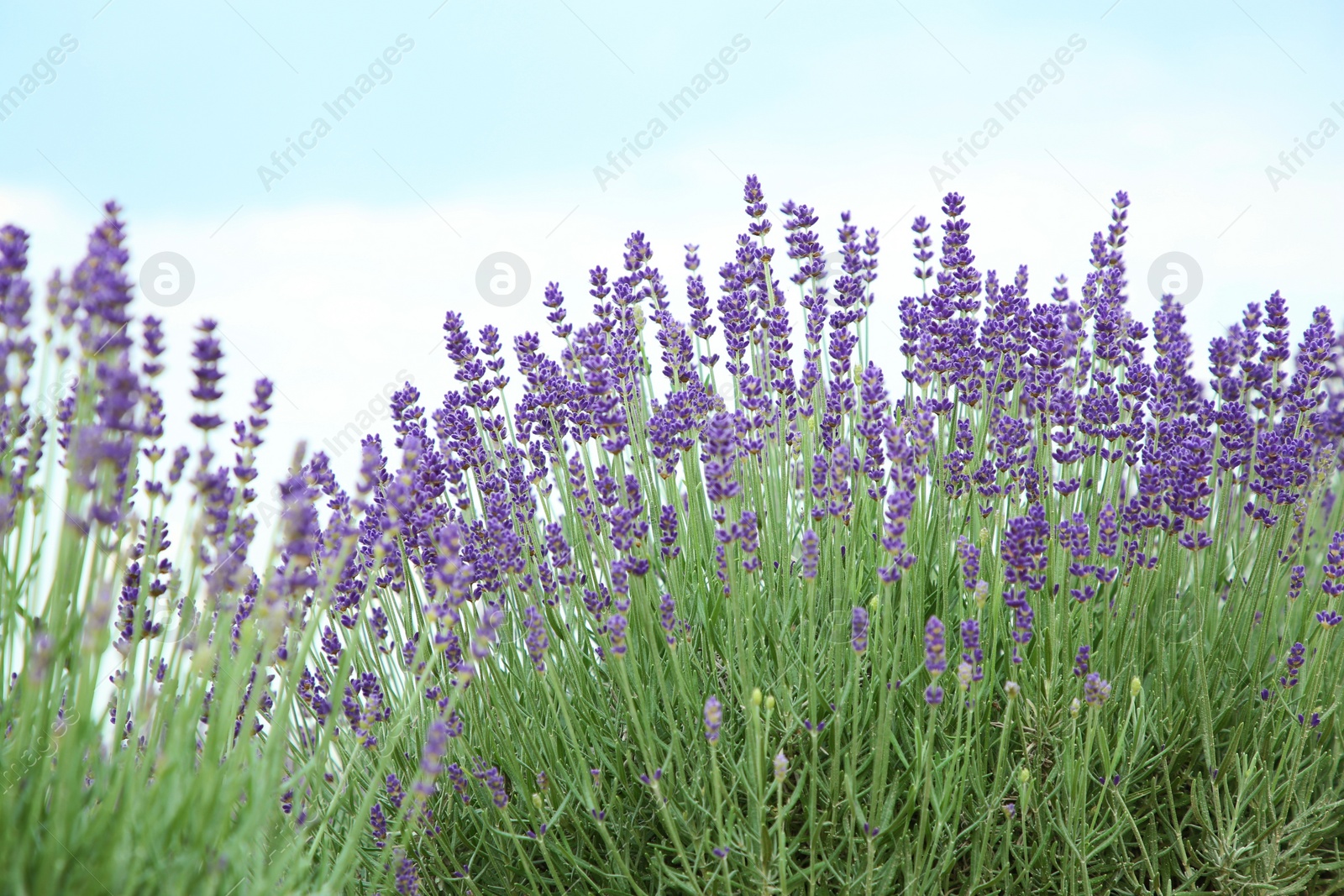 Photo of Beautiful blooming lavender growing under blue sky