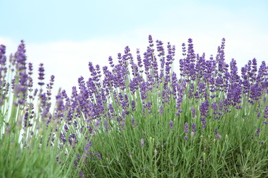Photo of Beautiful blooming lavender growing under blue sky