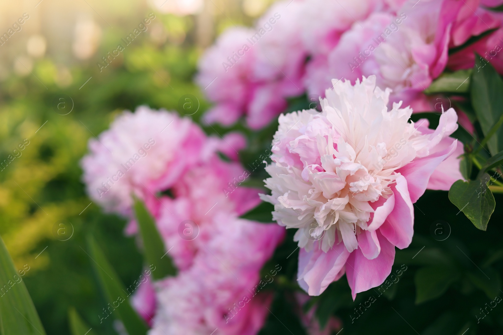 Photo of Blooming peony plant with beautiful pink flowers outdoors, closeup. Space for text