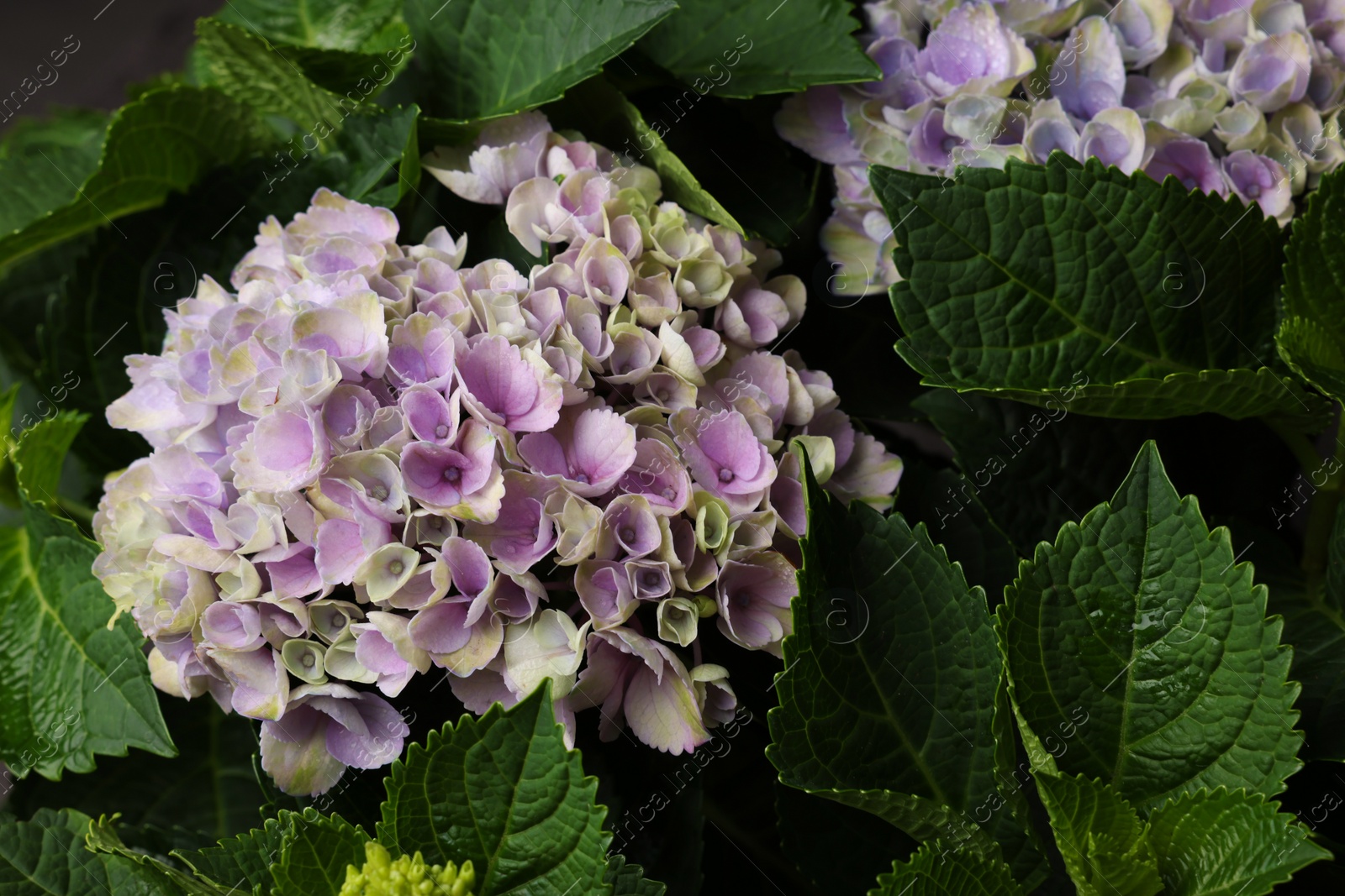 Photo of Beautiful hortensia plant with light flowers, closeup