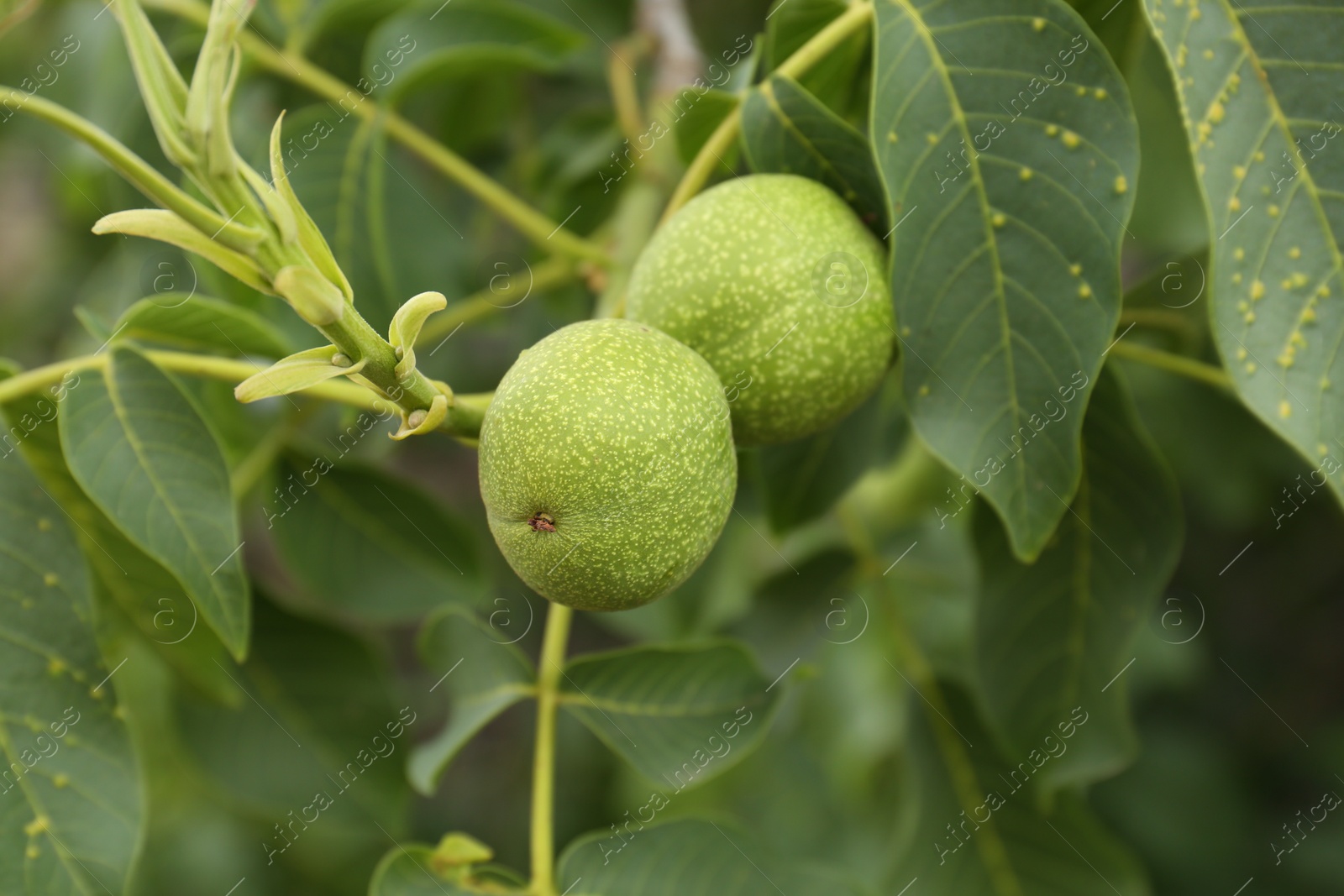 Photo of Green unripe walnuts on tree branch, closeup