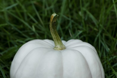 Whole white pumpkin among green grass outdoors, closeup