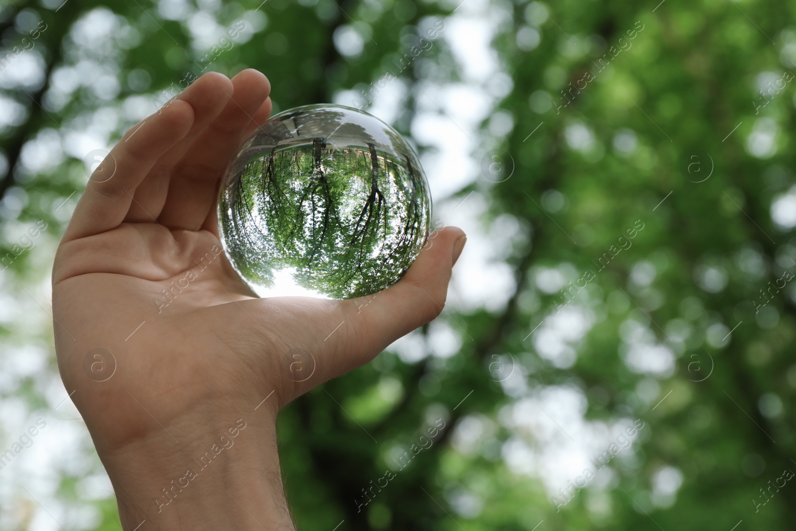 Photo of Beautiful green trees outdoors, overturned reflection. Man holding crystal ball in park, closeup. Space for text