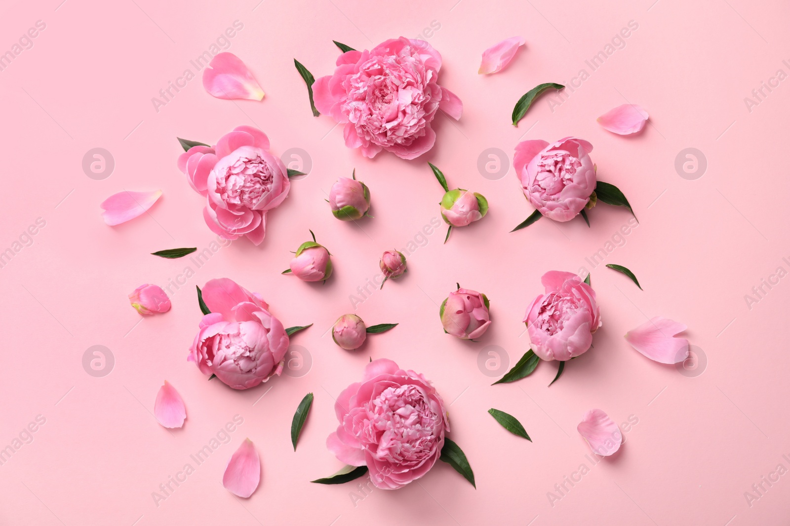 Photo of Beautiful fragrant peony flowers on color background