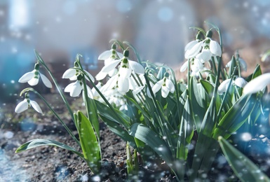 Image of Beautiful snowdrops growing in garden. First spring flowers