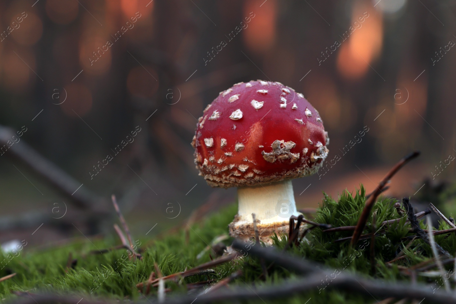 Photo of Wild mushroom growing in grass outdoors, closeup. Space for text