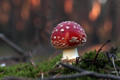 Photo of Wild mushroom growing in grass outdoors, closeup. Space for text