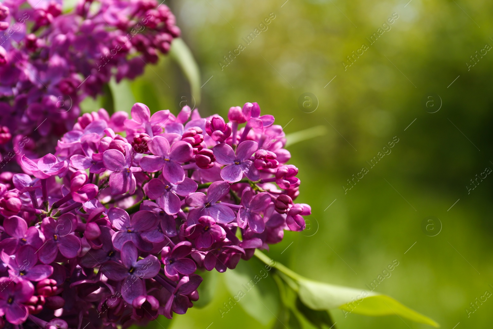 Photo of Closeup view of beautiful lilac flowers outdoors. Space for text