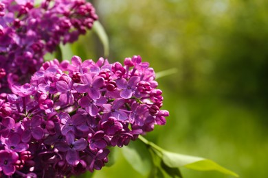 Closeup view of beautiful lilac flowers outdoors. Space for text