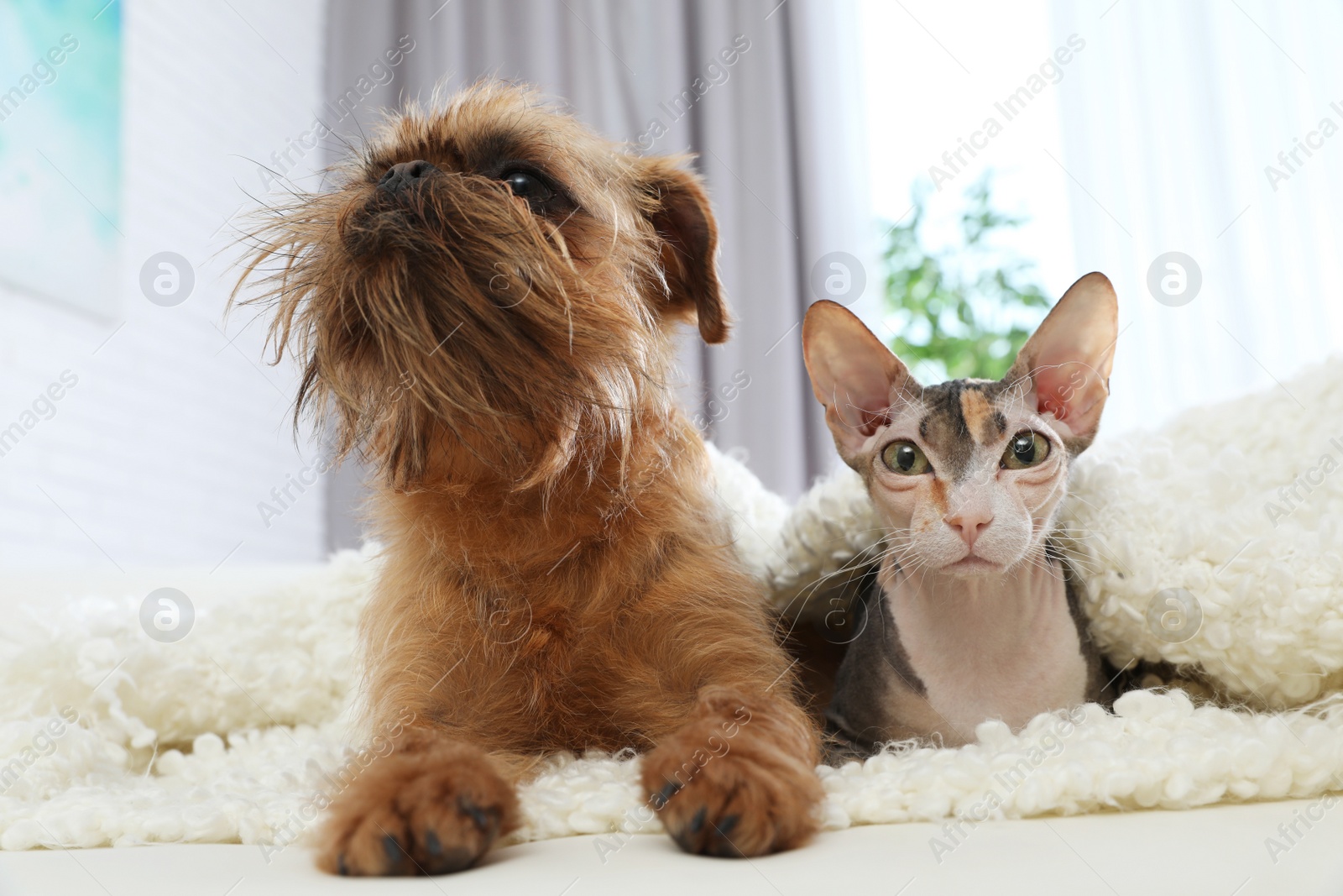 Photo of Adorable cat looking into camera and dog together on sofa at home. Friends forever