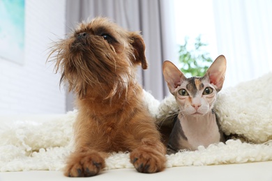 Adorable cat looking into camera and dog together on sofa at home. Friends forever