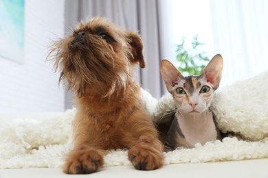 Photo of Adorable cat looking into camera and dog together on sofa at home. Friends forever