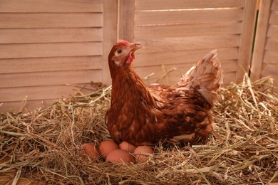 Photo of Beautiful chicken with eggs on hay in henhouse