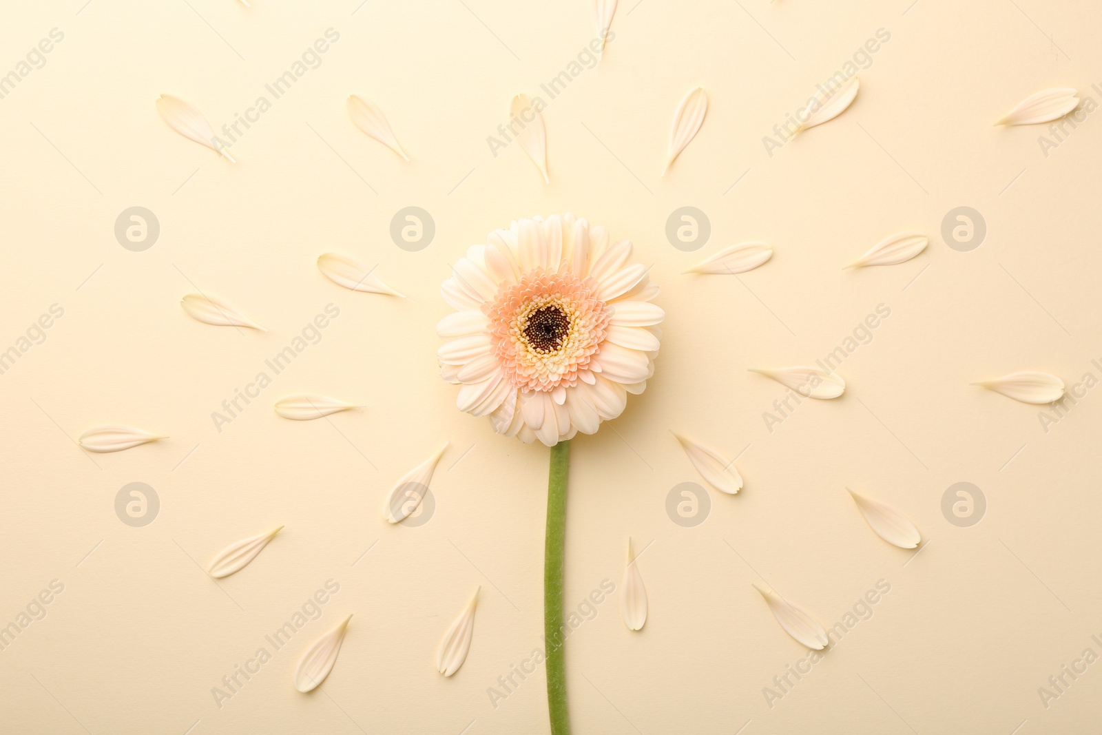 Photo of Beautiful gerbera flower and petals on beige background, top view