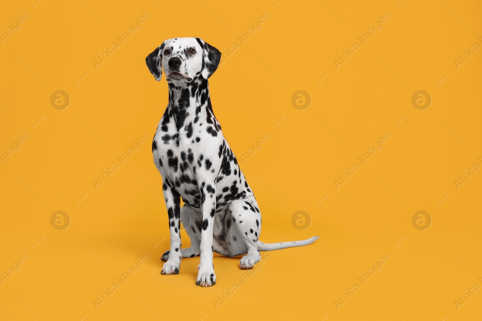 Photo of Adorable Dalmatian dog on yellow background. Lovely pet