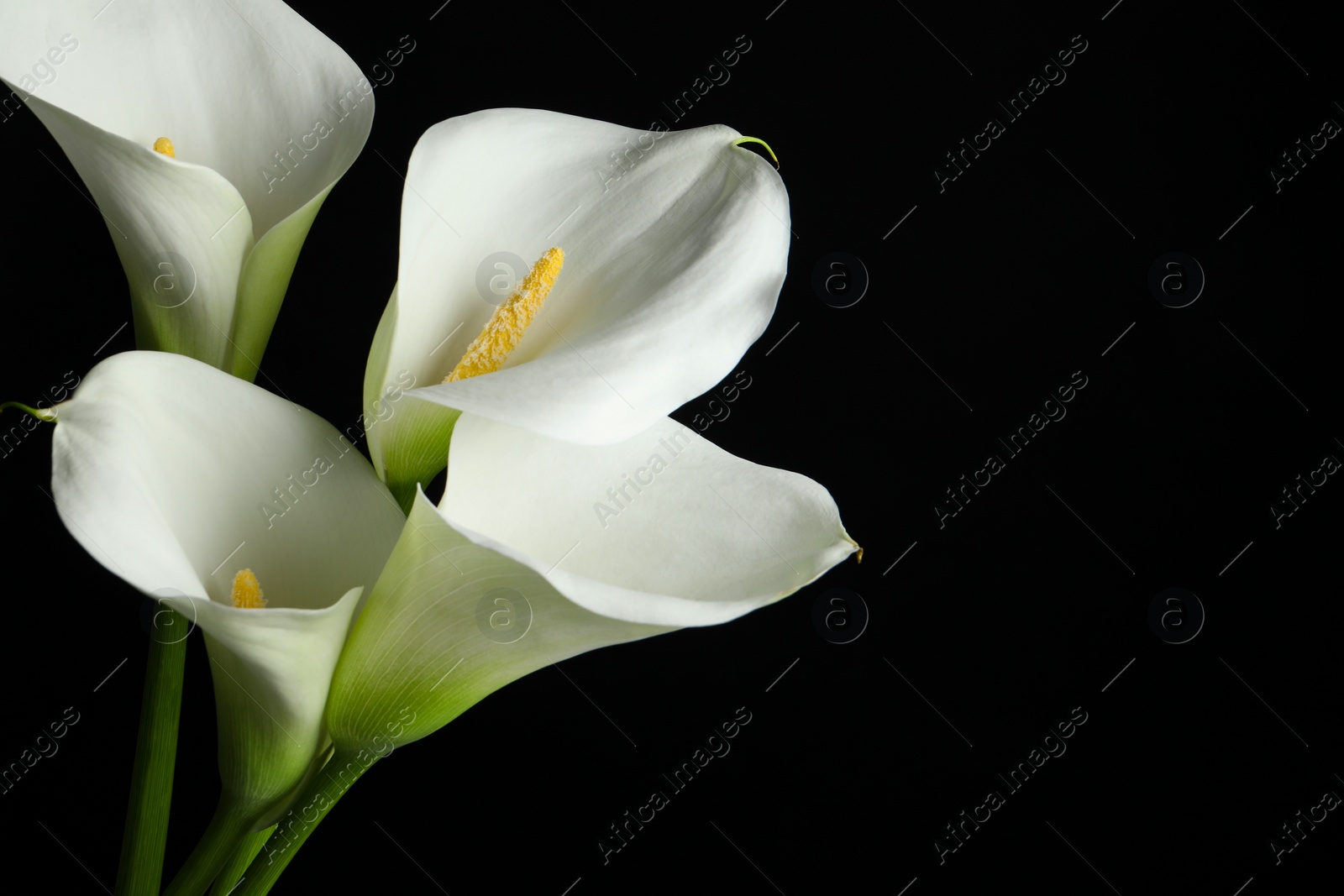 Photo of Beautiful calla lily flowers on black background, closeup. Space for text