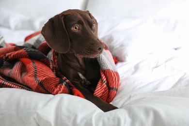 Adorable dog under plaid on bed at home