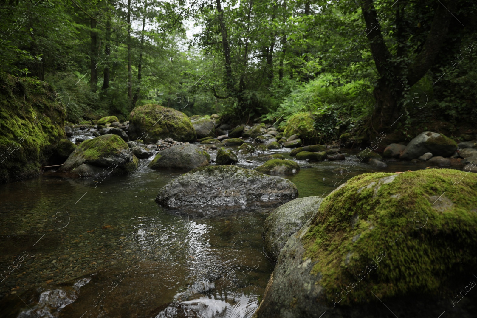 Photo of Picturesque view of mountain river, stones and green plants in forest