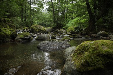 Photo of Picturesque view of mountain river, stones and green plants in forest