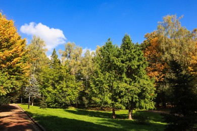 Photo of Pathway, trees and green grass in beautiful park on autumn day