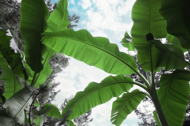 Photo of Banana plants with beautiful green leaves outdoors, low angle view. Tropical vegetation