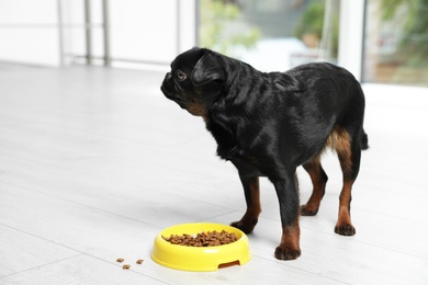 Photo of Adorable black Petit Brabancon dog with feeding bowl on wooden floor