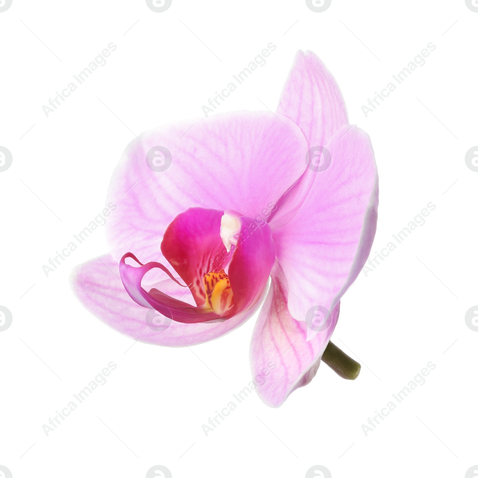 Photo of Flower of beautiful pink Phalaenopsis orchid isolated on white