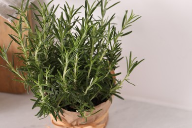 Photo of Aromatic green rosemary in pot on white table, closeup