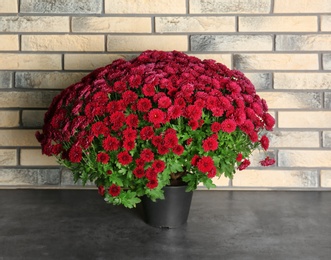 Photo of Beautiful chrysanthemum flowers in pot on table near brick wall