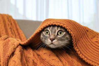 Photo of Beautiful cat hiding under warm blanket at home. Cute pet