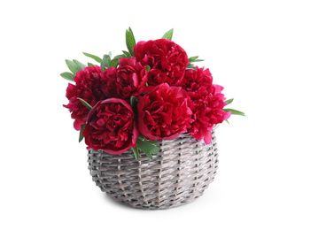 Photo of Bouquet of beautiful red peonies in wicker basket isolated on white