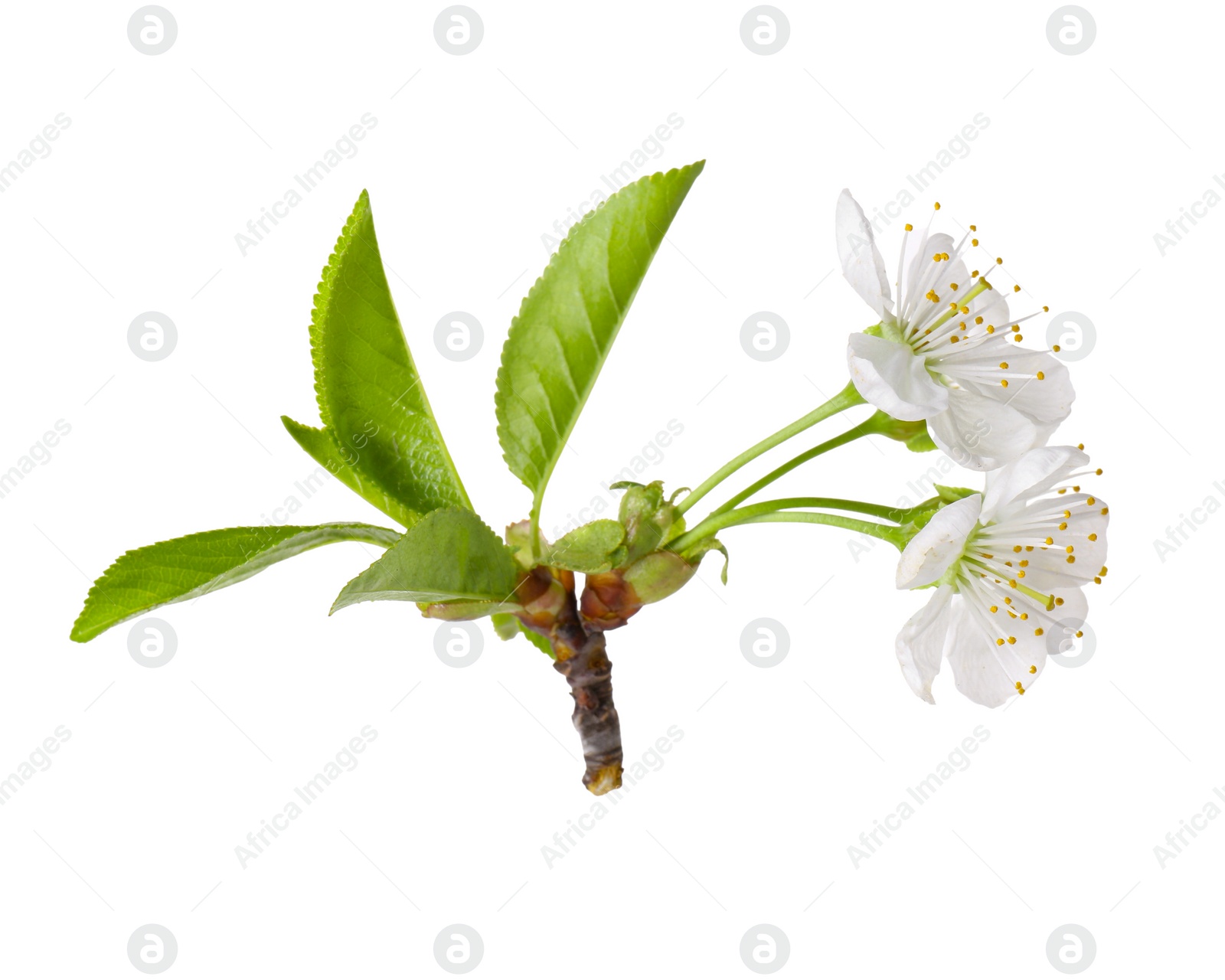 Photo of Beautiful spring blossoms with leaves isolated on white