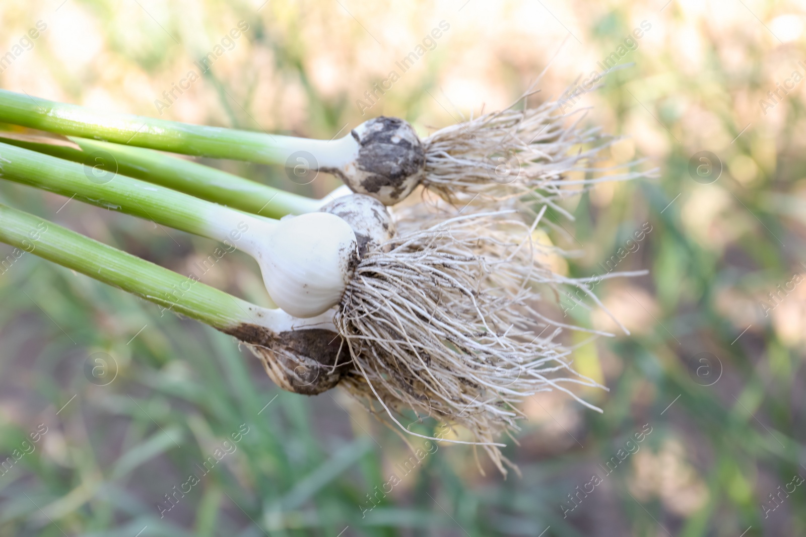 Photo of Fresh ripe garlic bulbs on blurred background