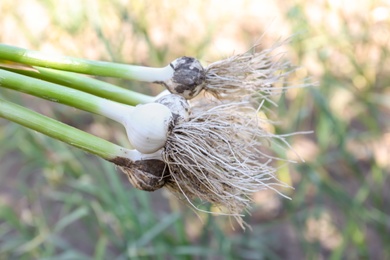 Photo of Fresh ripe garlic bulbs on blurred background