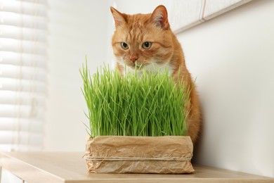 Cute ginger cat near potted green grass on wooden table indoors