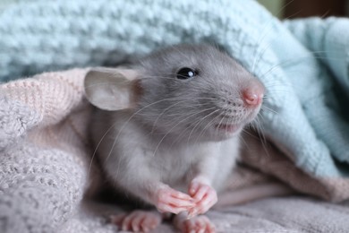 Photo of Cute small rat wrapped in knitted plaid, closeup