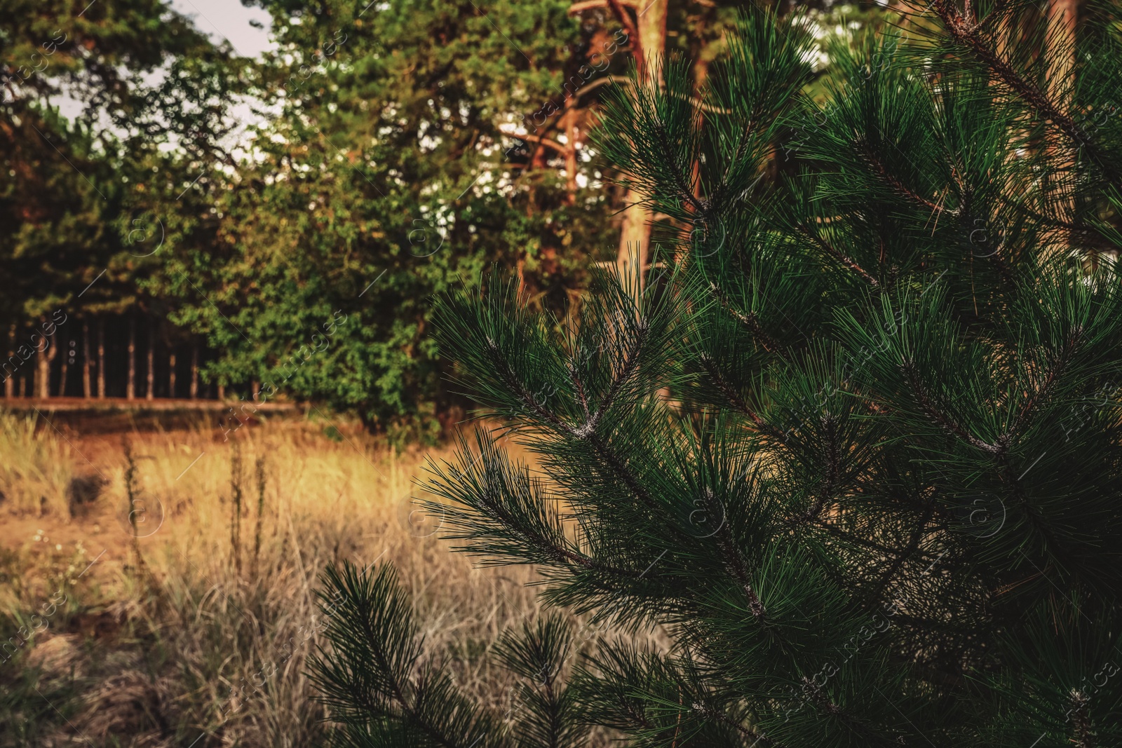 Photo of Beautiful pine branches and blurred view of forest on background