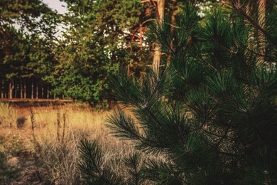 Beautiful pine branches and blurred view of forest on background