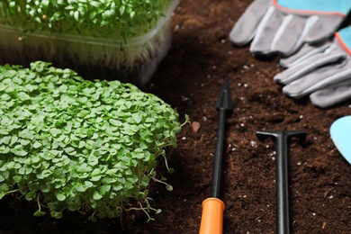 Fresh organic microgreen and tools on soil in garden, closeup