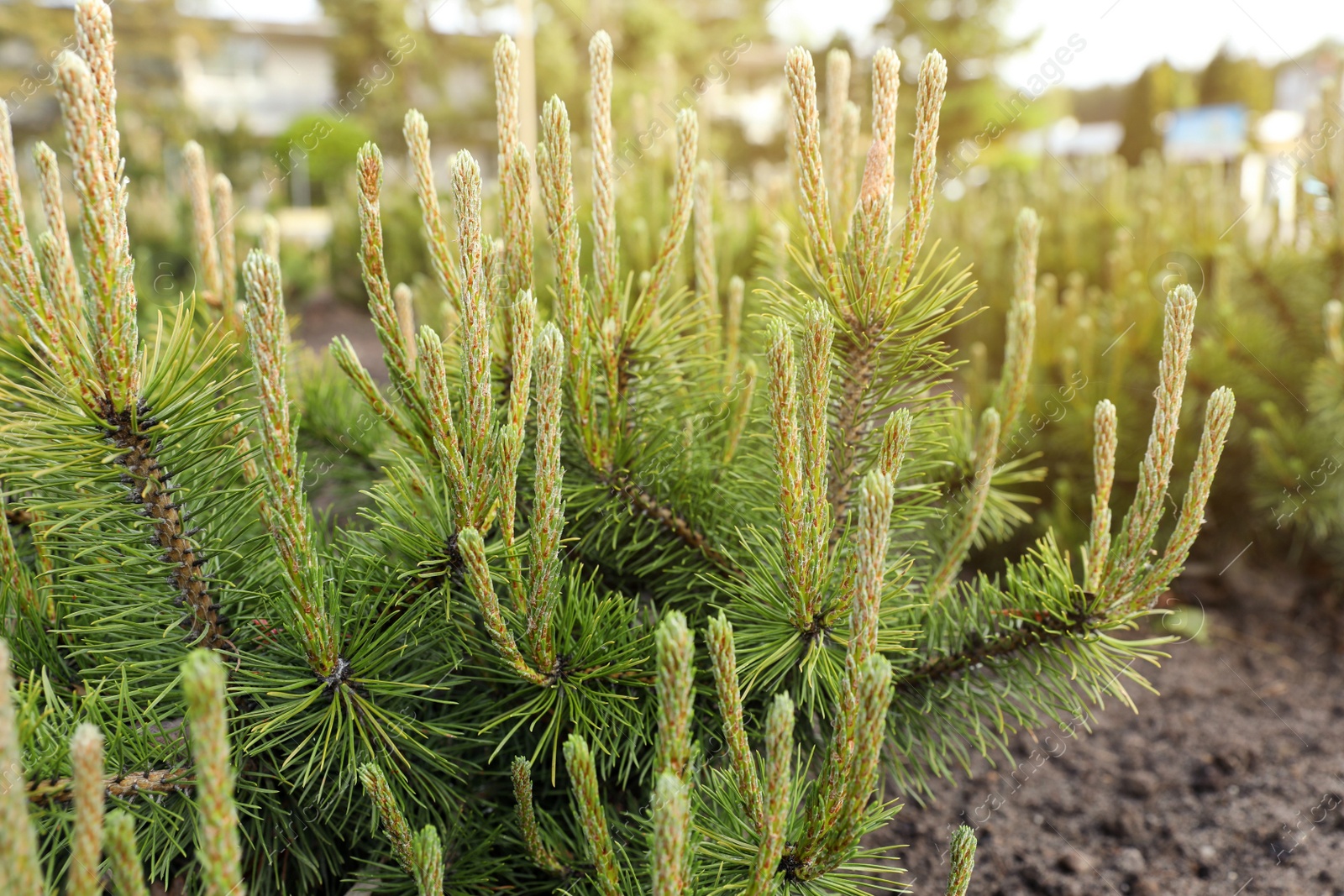 Photo of Beautiful pine tree growing in the garden on sunny day, closeup