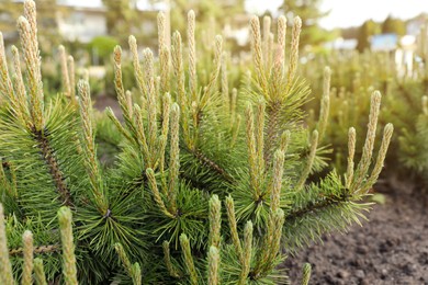 Photo of Beautiful pine tree growing in the garden on sunny day, closeup